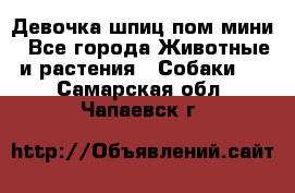 Девочка шпиц пом мини - Все города Животные и растения » Собаки   . Самарская обл.,Чапаевск г.